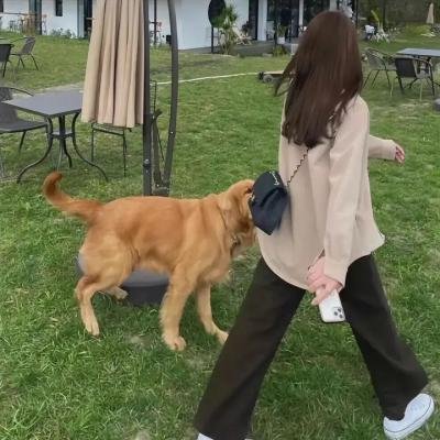 笨贼向前冲